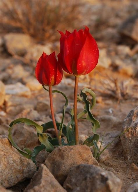 LOVE FLOWER IN THE DESERT — Steemit | Tulips, Beautiful flowers, Israel