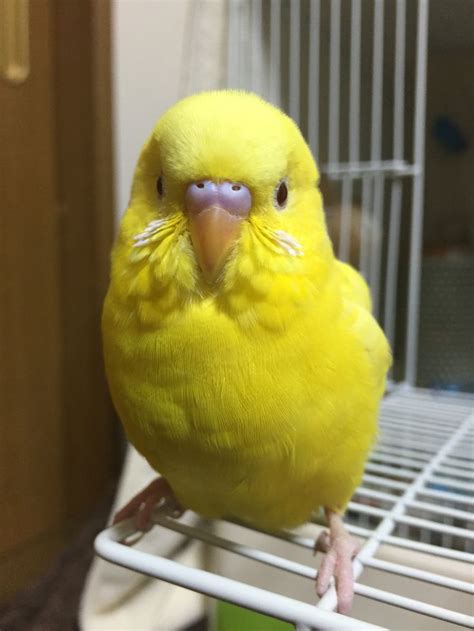 Coisa mais linda parece minha filha Lilly | Yellow budgie, Budgies bird ...