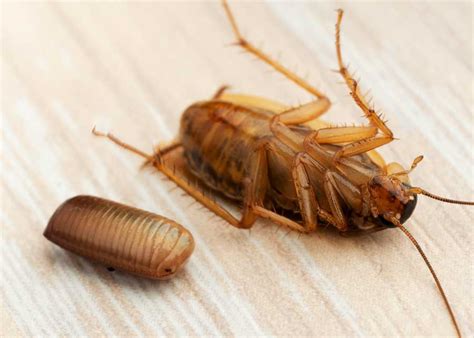 Cockroach Eggs: Homeowner Guide (16 Things: Size, Appearance, Hatch) 🪰 ...