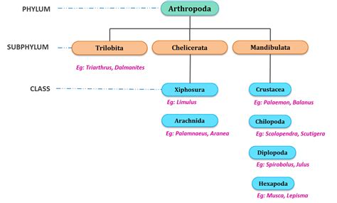 Phylum Arthropoda: General characters and Classification | Study&Score