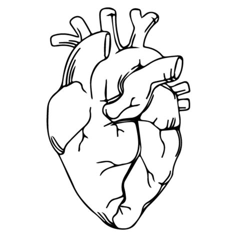 Realistic Heart Outline | Çizimler, Eskiz, Çizim fikirleri