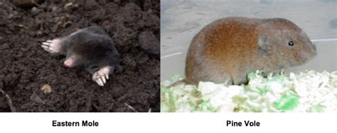 Moles and Voles – How to Identify and Control Them in Your Home ...