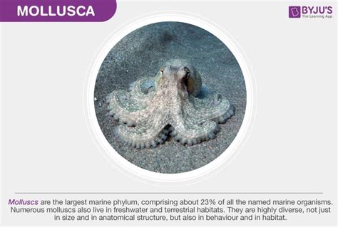 Phylum Mollusca Characteristics, Classification And Examples | atelier ...