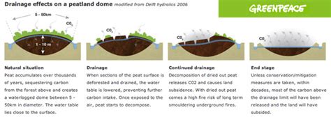 What is peat swamp, and why should I care?