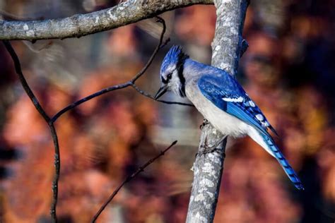 Blue Jay Symbolism: 16 Spiritual Meanings