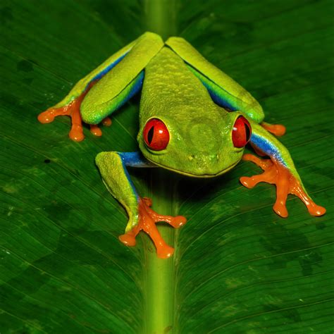 Red Eyed Tree Frog 2 Photography Art | John Martell Photography