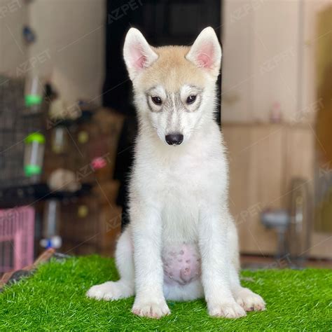 Bán Chó Husky Thuần Chủng - Bảo Hành Toàn Diện 365 Ngày