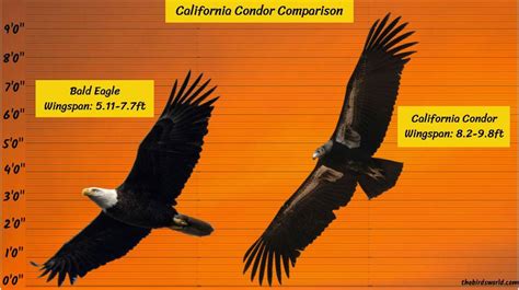 California Condor Wingspan: How Big Is It Compared To Others