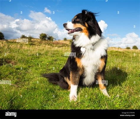 Tri Color Border Collie Puppies