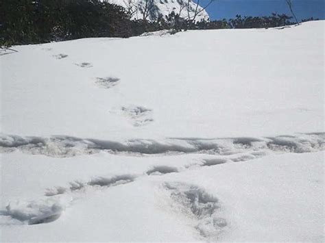 Yeti footprints? Indian Army spots these in the Himalayas - What is ...