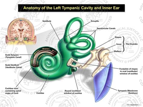 [DIAGRAM] Diagram Of Middle Ear Cavity - MYDIAGRAM.ONLINE