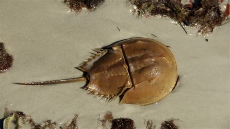 Crash: A Tale of Two Species | Horseshoe Crab Anatomy | Nature | PBS