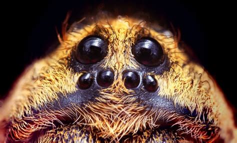 Une araignée aurait pondu des œufs dans le gros orteil d'un homme ...