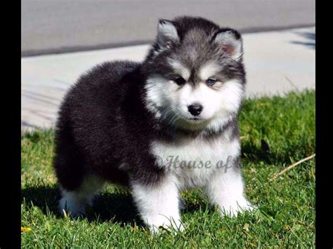 House Of Wooly - Siberian Husky Puppies For Sale