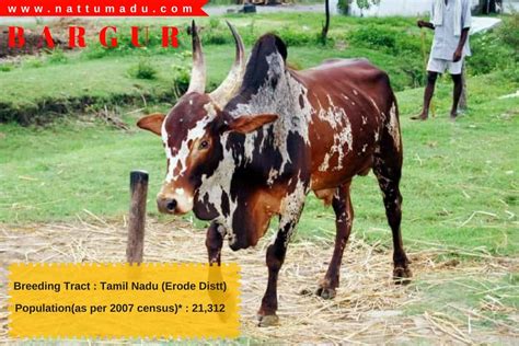 List of Bos Indicus Breeds - (Zebu Breed) - Native Breed.org