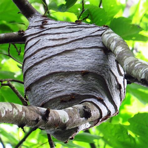 yellow-jacket-nest-1 – Gohiking.ca