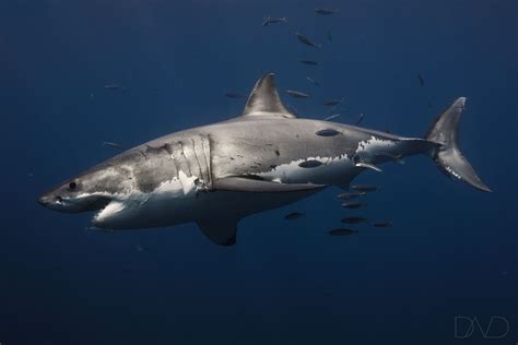 Do Great White Sharks have personalities? - Nautilus Adventures