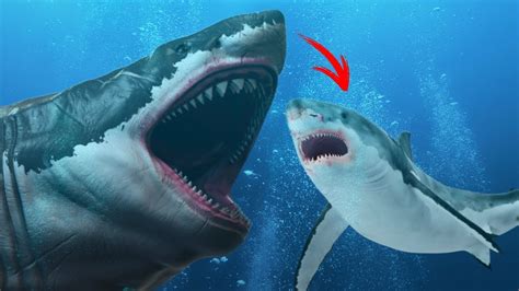 Megalodon Shark Vs Great White Shark Jaws