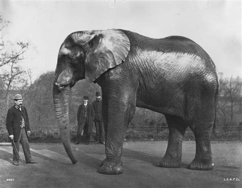 The world's most famous elephant died in Ontario. This author is ...