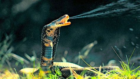 List of Top 10 Most Venomous Snakes in the World | Poisonous snakes ...