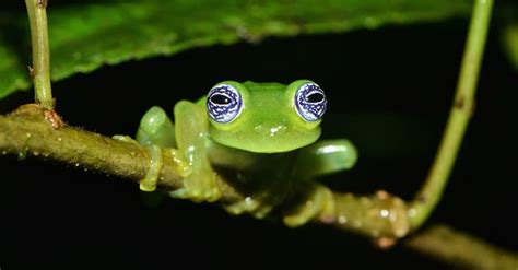 10 Interesting Facts About Glass Frogs - A-Z Animals