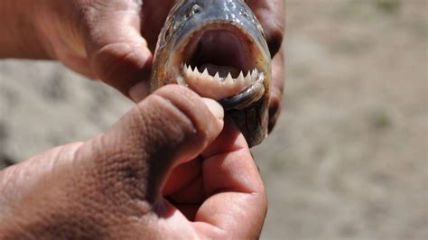 Piranha species 150 million years old found in Germany