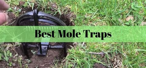 Best-Mole-Traps | Insect Hobbyist