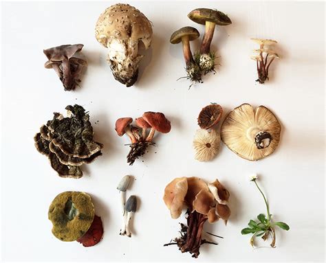 Mushroom Foraging 101