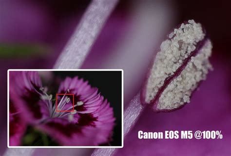 Canon EOS M5 Sample Image « NEW CAMERA