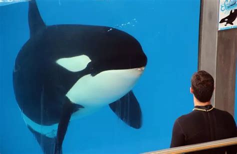 Free Morgan: Killer whale cruelty- orca pictured in captivity at Loro ...