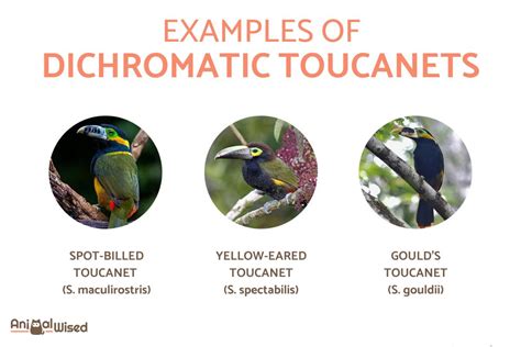 Types of Toucans - Different Toucan Species With Photos