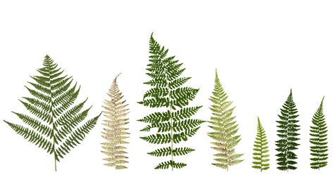 Lady Fern Frond Texture Pack - 22 Textures free 3D model | CGTrader