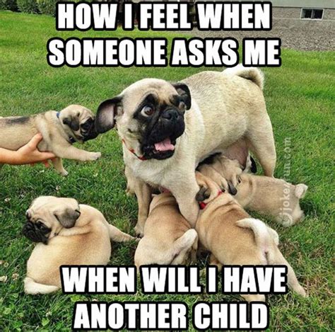 101 Lovable Pug Memes That Are Too Puggin' Cute