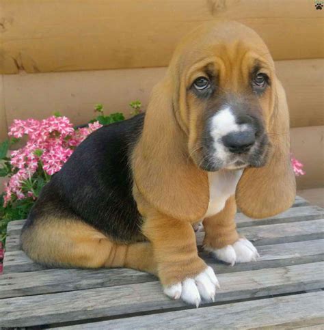 Basset Hound Rescue Pennsylvania – Pets and Dogs