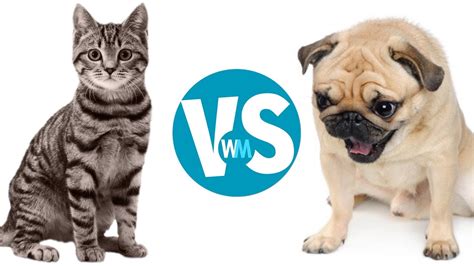 Cats vs Dogs: Who Do You Think Is More Smart? - Procaffenation