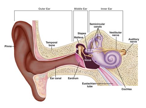 تطبيق My Ear Anatomy لعرض تشريح الأذن الخارجية - doctor