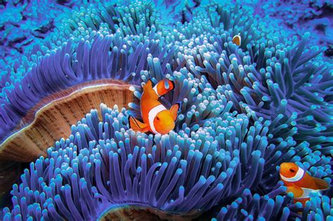 10 Ways to Protect Coral Reefs When You Travel