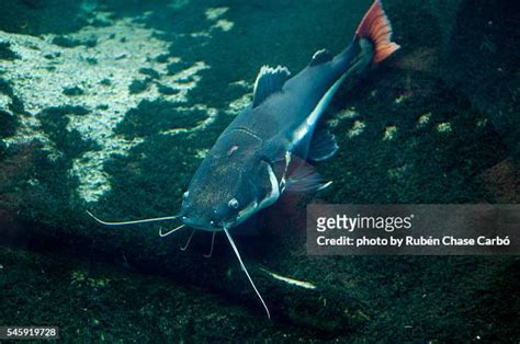 Bagre Fish Photos and Premium High Res Pictures - Getty Images