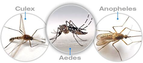 Types of Mosquitoes and How They Affect Us? | Mosquito, Best mosquito ...