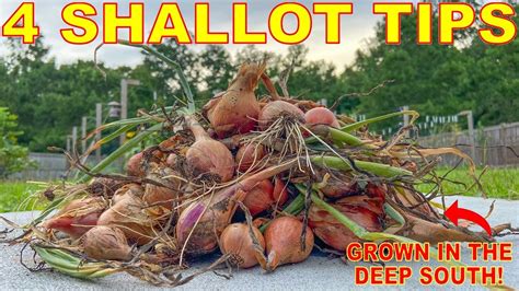 How To Grow SHALLOTS In ANY Climate: Complete Curing And Storing Guide ...