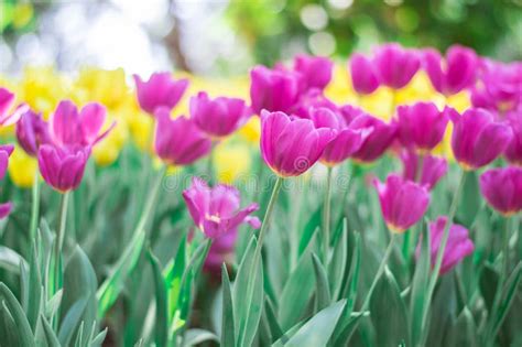 Pink Tulips Bloom in the Garden Stock Image - Image of bokeh, beautiful ...