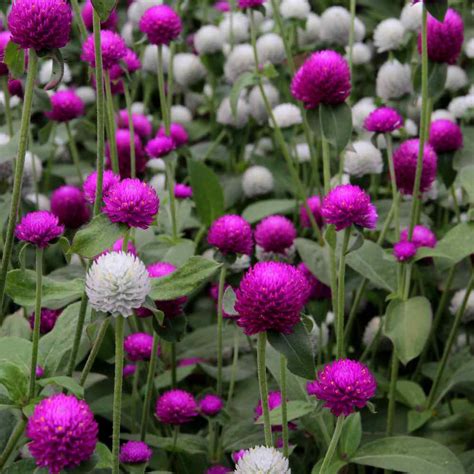 Globe Amaranth Gomphrena Flower Seed Mix