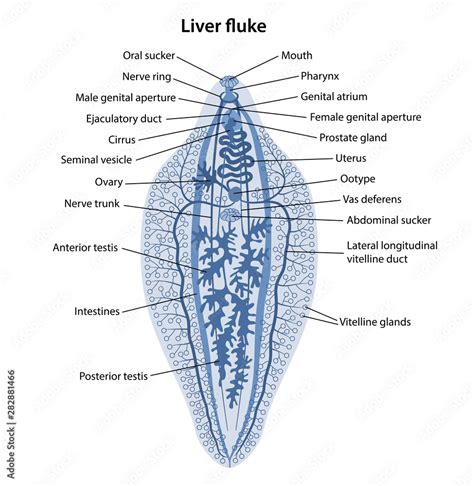 Fasciola Diagram