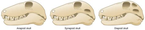 Generalized morphology of an anapsid, synapsid, and diapsid skull.