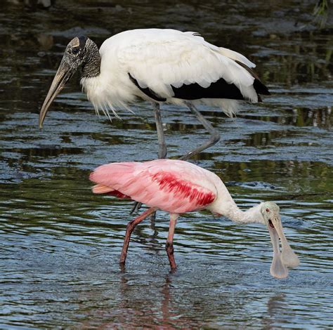 Roseate Spoonbills in South Carolina — The Naturalist's Notebook