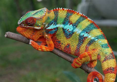 Panther Chameleon Facts, Habitat, Diet, Life Cycle, Baby, Pictures