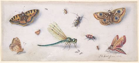 Jan van Kessel | Insects, Butterflies, and a Dragonfly | The ...