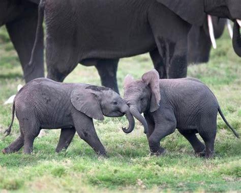 baby elephants playing | Elephants playing, Baby animals, Baby elephant