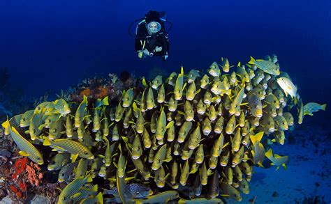 Raja Ampat scuba diving - West Papua diving | Papua Explorers