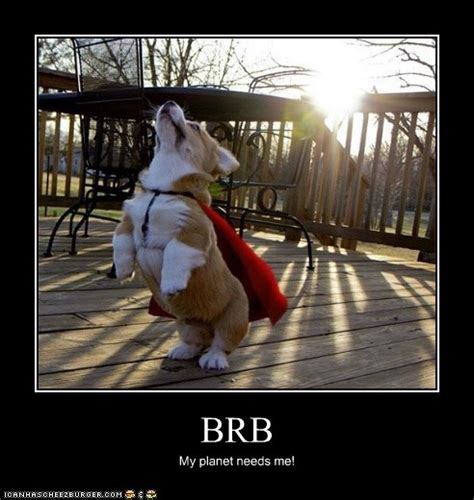 BRB - I Has A Hotdog - Dog Pictures - Funny pictures of dogs - Dog ...